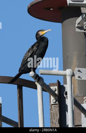 Großer Kormorant (Phalacrocorax carbo), Erwachsener, der auf einem Seeschutzmarkierer nach Eccles-on-Sea, Norfolk, Großbritannien, ruht. Oktober Stockfoto