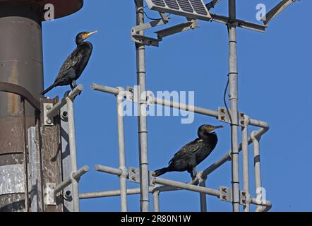 Great Cormorant (Phalacrocorax carbo) zwei Erwachsene, die auf dem Seefrachtmarker nach Eccles-on-Sea, Norfolk, Großbritannien, schweben. Oktober Stockfoto