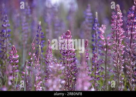 Pink Lupinen Polyphyllus. Lupinus blüht auf der Wiese. Ein Haufen Lupinen in voller Blüte. Lupin, Feld mit lila und rosa Blumen. Blühende Lupine Stockfoto