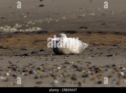 Glaucous Gull (Larus hyperboreus) erste Wintersaison am Sandstrand Eccles-on-Sea, Norfolk, Großbritannien. Oktober Stockfoto