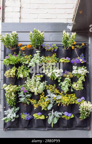 Vertikales Gartensystem mit blühenden jährlichen Pflanzen im Terrassenschuppen von Terschelling, Niederlande Stockfoto