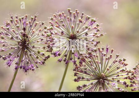 Allium giganteum verblasst. Ende der Blüte, violetter Blütenkopf, riesige Zwiebeln im Garten, Zierzwiebeln mit runden, großen Köpfen von violettem Flo Stockfoto