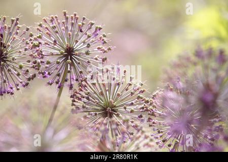 Allium giganteum verblasst, violetter Blumenkopf, riesige Zwiebel im Garten, Zierzwiebel mit runden, großen Köpfen lila Blüten Stockfoto