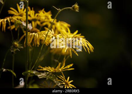 Gelbe Blüten von Rudbeckia fulgida. Leuchtend gelbe Blüten des jungen Rudbeckia auf einem natürlichen dunkelgrünen Hintergrund Stockfoto