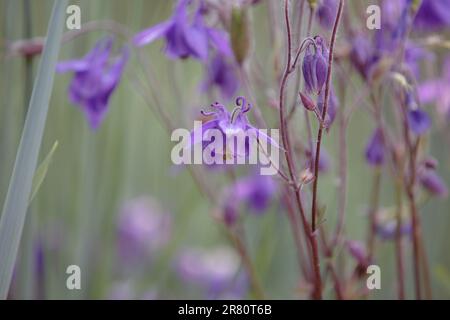 Aquilegia. Aquilegia Vulgaris „Hensol Harebell“. Elegante, purpurfarbene Blumen, Großmutters Kapuze, Einzugsgebiet. Blumen mit kleinen Knospen und Blättern, schließen Stockfoto