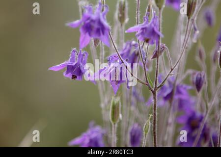 Aquilegia Vulgaris. Elegante, purpurfarbene Blumen, Großmutters Kapuze, Einzugsgebiet. Blumen mit kleinen Knospen und Blättern, Nahaufnahme. Unscharfer natürlicher grüner Bac Stockfoto