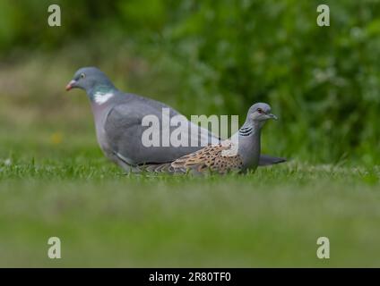 Vergleichen Sie die Spezies. Eine kritisch gefährdete Schildkrötentaube (Streptopelia turtur ) gegen eine sehr gemeine Holztaube ( Columba palumbus). Essex , UK Stockfoto