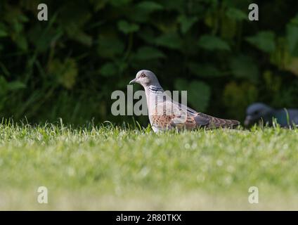 Eine vom Aussterben bedrohte Schildkrötentaube (Streptopelia turtur), die heutzutage selten gesehen wird. Fütterung auf dem Boden in einem Bauerngarten. Essex , UK Stockfoto