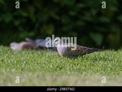 Eine vom Aussterben bedrohte Schildkrötentaube (Streptopelia turtur), die heutzutage selten gesehen wird. Fütterung auf dem Boden in einem Bauerngarten. Essex , UK Stockfoto