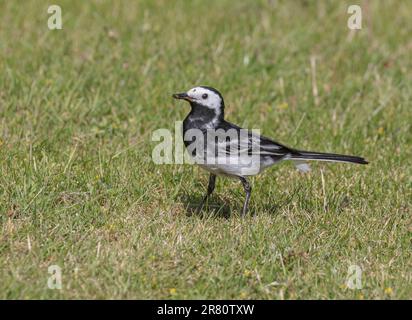 Nahaufnahme eines Rattenschwanzes (Motacilla alba), der Insekten auf einem Rasen fangen will, der einen klaren, natürlichen grünen Hintergrund erzeugt. Suffolk, Großbritannien Stockfoto