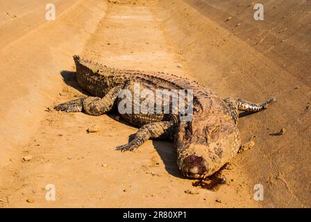 Ein großes Krokodil ruht auf einer Asphaltstraße in ländlicher Umgebung Stockfoto