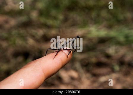 Eine Nahaufnahme eines menschlichen Insekts, das auf dem Finger einer menschlichen Hand liegt Stockfoto