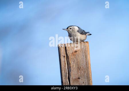 Weißer Nuthatch auf einem Pfosten in der Nähe einer Vogelzucht. Stockfoto