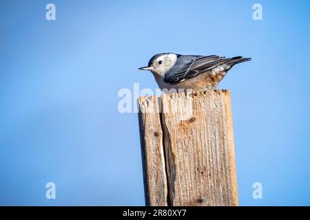 Weißer Nuthatch auf einem Pfosten in der Nähe einer Vogelzucht. Stockfoto