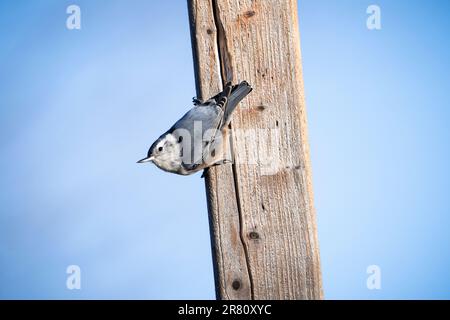 Weißer Nuthatch auf einem Pfosten in der Nähe einer Vogelzucht. Stockfoto