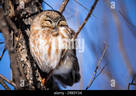 Nördliche Sägeeule, die an einem sonnigen Wintermorgen hoch steht und sich ausruht. Stockfoto