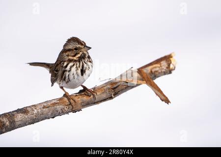 Song Sparrow hockte im Winter in der Nähe der Vogelzucht im Hinterhof von à Stockfoto