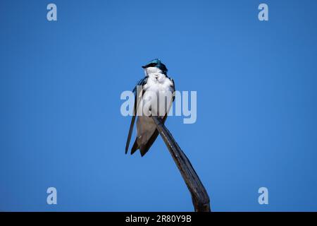 Hochsitzenden Baum schlucken auf der Suche nach Nahrung. Stockfoto