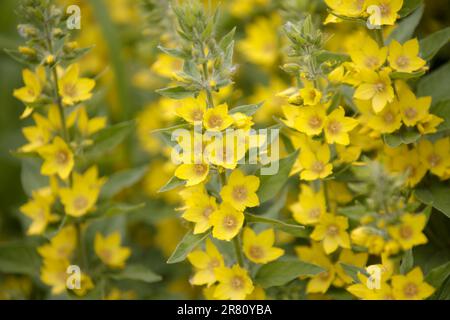 Gesichtet Auf Loosestrife. Gelbe Blütenglocken mit großer gelber Lockenstrife oder Kreisblume oder gefleckte Lockenstrife aus der Nähe. Lysimachia punctata Nahaufnahme w Stockfoto