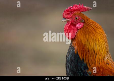 Bantam-Hahnenkopf oder -Hals, Nahaufnahme. Kleine Hühnerrasse. Porträt von Huhn auf einer Farm. Farbenfrohe Federn eines wunderschönen Vogels. Stockfoto