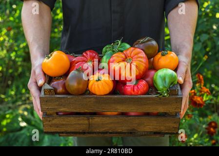 Bio-Gemüse. Agrar- oder Erntekonzept. Frische Bio-Tomaten in Holzkiste in den Händen der Bauern Stockfoto