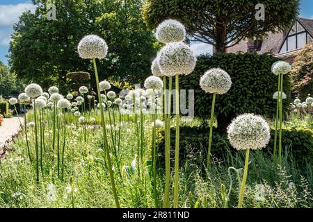 ALLIUM stipitatum MOUNT EVEREST in einem Gartengarten mit Camassia Leichtlinii (Asparagaceae) formaler Topiare dahinter. Sonnenbeleuchteter grüner Garten Surrey Stockfoto