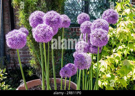 ALLIUM AMBASSADOR Allium sind bulbusförmige Stauden mit starkem Zwiebeln-/Knoblauchduft, lineare, bandförmige oder zylindrische Basalblätter Stockfoto