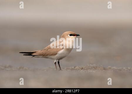 Kleine Pratincole, kleine Pratincole oder kleine indische Pratincole (Glareola lactea), eine kleine Wader der Familie der Pratincole, Glareolidae, beobachtet in GA Stockfoto