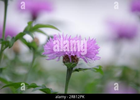 Psephellus. Nahaufnahme einer weißen Kornblume centaurea Dealbata in Blüte. Wunderschöner, leuchtend rosa Psephellus dealbatus Stockfoto