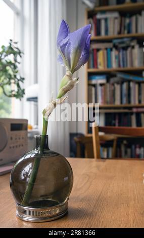Iris-Blütenknospe in Vase in der Wohnung, juni schweden Stockfoto