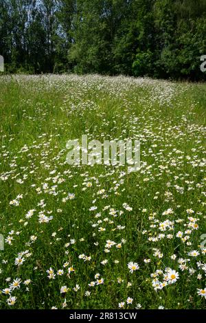Massen von Ochsenaugen-Gänseblümchen auf der Schmetterlingswiese im Reddish Vale Country Park, Stockport, Greater Manchester, England. Stockfoto