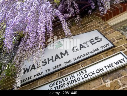 River Wey Lock Cottage Schild an Walsham Gates, mit Wisteria bildet attraktive Umgebung. 'Eröffnet 1653, letzter Rasenverschluss auf der Wey' Surrey UK Stockfoto