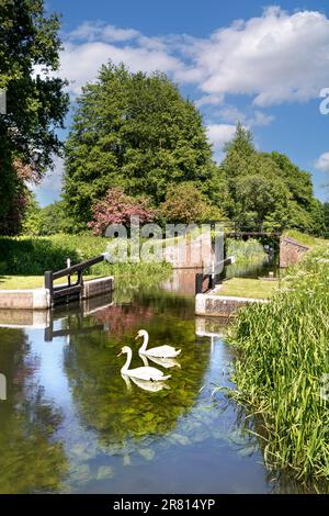 River Wey, Walsham Gates mit zwei stummen Schwanen, die den perfekten Frühlingssommertag abrunden, ruhige Landschaft auf dem River Wey Navigations Surrey UK Stockfoto