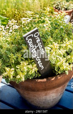 OREGANO Origanum vulgare 'Country Cream' (V) Origanum kann mehrjährige Krautsalben oder Laub- oder immergrüne Untersträube mit aromatischem Laub sein. Stockfoto