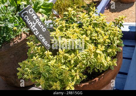 OREGANO Origanum vulgare 'Country Cream' (V)Origanum kann krautige Stauden oder Laub- oder immergrüne Untersträube mit aromatischem Laub sein. Stockfoto