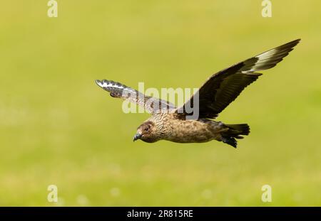 Nahaufnahme eines Großen Skua (Stercorarius skua) im Flug, Shetland Islands, Großbritannien. Stockfoto