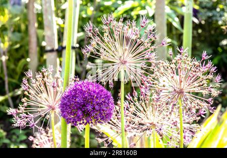 ALLIUM AMBASSADOR mit attraktiven Setzköpfen in heller, hinterleuchteter Sonne im Gartengarten Stockfoto