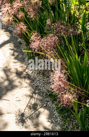 ALLIUM attraktiver Reihenrand von Setzköpfen in der hinterleuchteten Sonne in einem Gartenpfad in Surrey UK Stockfoto