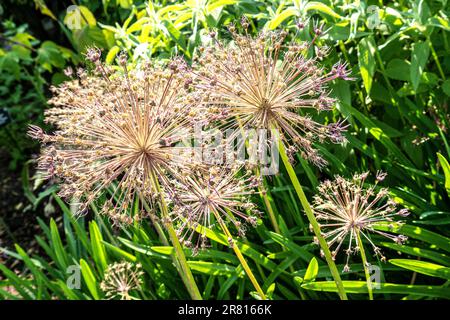 ALLIUM attraktive Setzköpfe in der hinterleuchteten Sonne in einem Gartengarten in Surrey UK Stockfoto