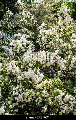 Philadelphus Snowbelle Mock Orange im Frühsommer treten hartgewichtige Laubbäume mit Duftblumen auf. Gartengarten Surrey UK Stockfoto