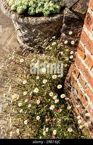 Erigerons, angrenzende Ziegelmauern, auch bekannt als Fleaban, niedrig wachsende Klumpen-bildende Pflanzen, die für ihre Gänseblümchen-ähnlichen Blumen gezüchtet werden Erigeron Karvinskianus, Stockfoto