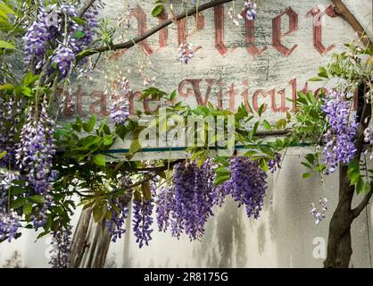 BURGUND WISTERIA CHARME rustikales Schild Blumenweinhersteller Bruno Clavelier Vosne Romanee Route des Grands Crus Burgund Frankreich Stockfoto