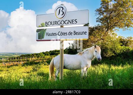 BURGUNDER, WEISSE PFERDELANDSCHAFT Weißes Pferd und BOURGOGNES sind im Frühling in der Hautes-Cotes de Beaune mit Weinbergen hinter der Cote d'Or Bourgogne Frankreich zu sehen Stockfoto