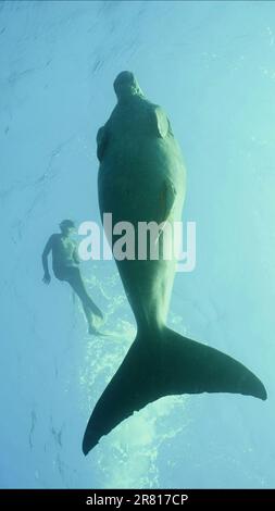 Dugong schwimmt unter der Wasseroberfläche, Mann schwimmt in der Nähe. Seekuh oder Dugong (Dugong Dugon) schwimmt unter der Oberfläche des blauen Wassers, Schnorchler schwimmen auf dem Stockfoto