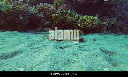 Blauer Stachelrochen oder Blauer Bändchen (Taeniura Lymma) in der Nähe von Korallenriff, Rotes Meer, Ägypten Stockfoto