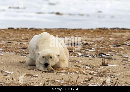 Großer männlicher Eisbär, der am Strand ruht, nachdem er von der Offshore-Eisküste, Bird Cove, Churchill, Hudson Bay, Manitoba an Land gekommen ist. Stockfoto