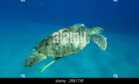 Die große grüne Meeresschildkröte (Chelonia mydas) schwimmt im blauen Ozean, im Roten Meer, Ägypten Stockfoto