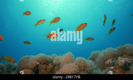 Morgens am Korallenriff. Das Leben an einem Korallenriff bei Sonnenaufgang. Tropische Fische schwimmen über dem Korallenriff in der Morgensonne bei Sonnenaufgang, rotes Meer, Ei Stockfoto