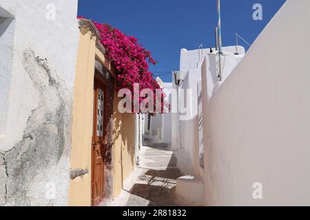 Romantische Allee mit Bougainvillea im kleinen Dorf Emporio auf Santorini - Griechenland Stockfoto