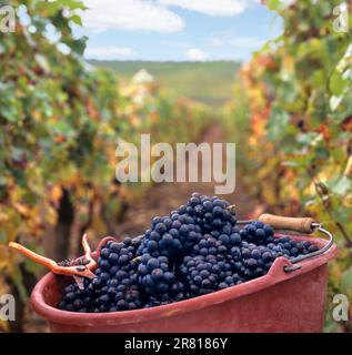 Pinot Noir Premier Cru Rotwein lese Trauben mit Pflückern Gartenscheren, im Eimer vendange im französischen Weinberg Burgund Côte de Beaune Bourgogne Frankreich Stockfoto